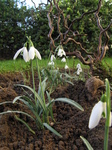 20120127 Snowdrops (Galanthus nivalis) in garden